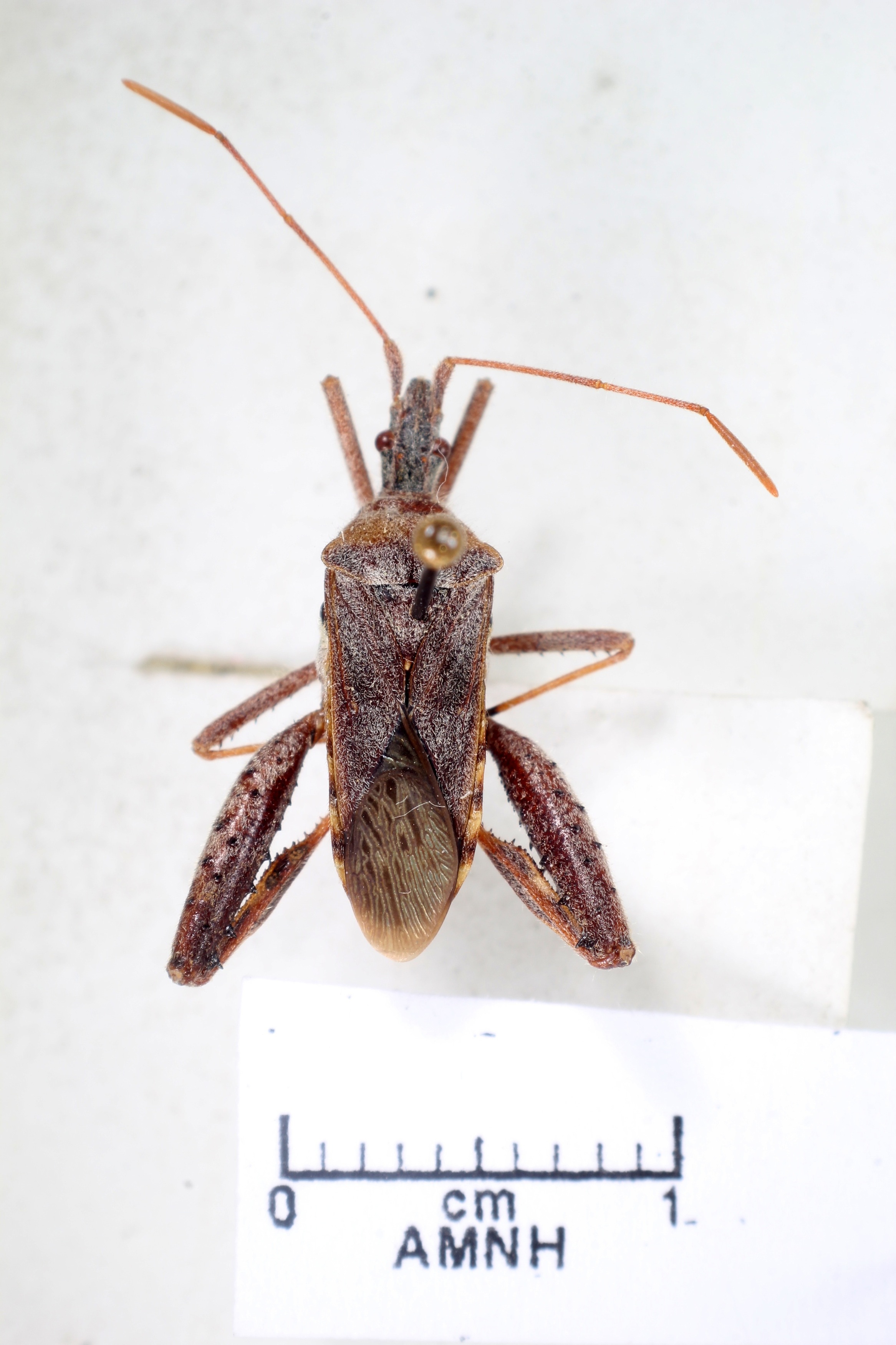 Narnia inornata thumbnail